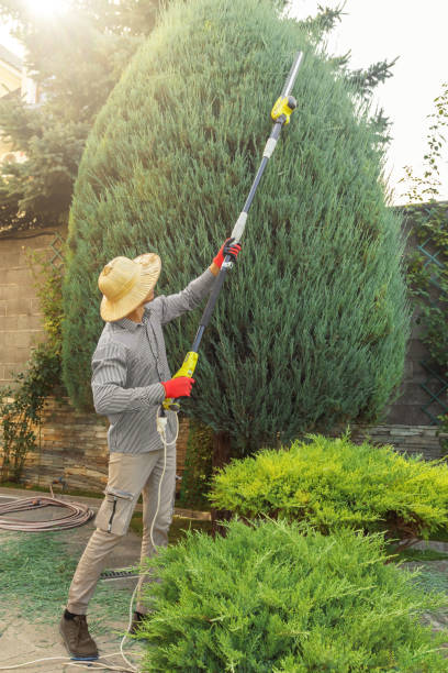 Best Lawn Pest Prevention  in Winter Gardens, CA